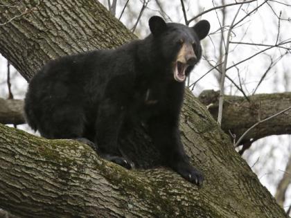 Bear relaxed on tree in Chandrapur district | चंद्रपूर जिल्ह्यातील घोसरीमध्ये अस्वलाने मांडले झाडावर ठाण