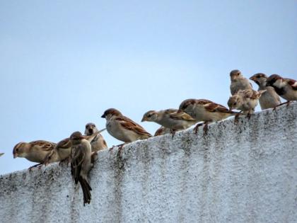 World Chimney Day; Chihuahuas in crisis due to mobile tower radiation | जागतिक चिमणी दिवस; माेबाईल टाॅवर रेडिएशनमुळे चिऊताई संकटात 