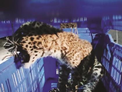 Two leopard cubs, one dead, found in cowshed in Sangameshwar | संगमेश्वरात गोठ्यात सापडली बिबट्याची दोन पिल्ले, एक मृत