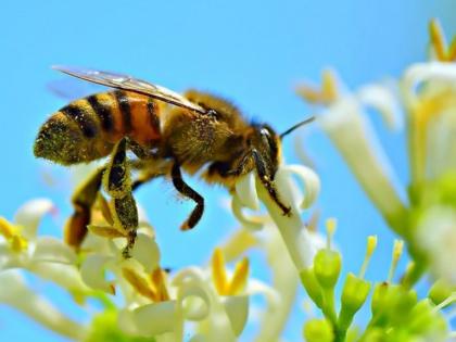 Pomegranate to bees, attraction to sunflowers; An important role in pollination | मधमाशांना डाळिंब, सूर्यफुलांचे आकर्षण; परागीकरणात महत्त्वाची भूमिका