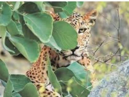 Leopard-like attack at Tungat; Husband and wife injured | पंढरपूर तालुक्यातील तुंगत येथे बिबट्या सदृश्य प्राण्याचा हल्ला; पती - पत्नी जखमी