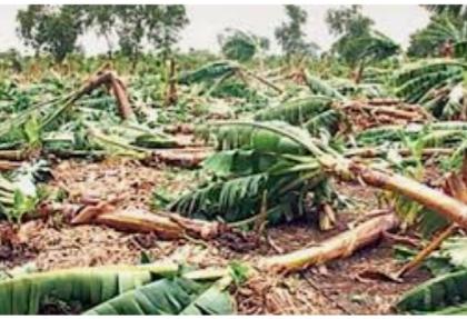 Crops on 11,000 hectares in Solapur district damaged due to heavy rains and floods | अतिवृष्टी, पुरामुळे सोलापूर जिल्ह्यातील ११ हजार हेक्टरावरील पिकांचे नुकसान