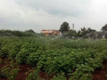 Melghat crops gets sprinkler rain besides rainy season | मेळघाटात भर पावसाळ्यात पिकांना स्प्रिंलरने पाणी