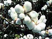 Cotton growers crush 450 crores | कापूस उत्पादकांना ४५० कोटींचा फटका!