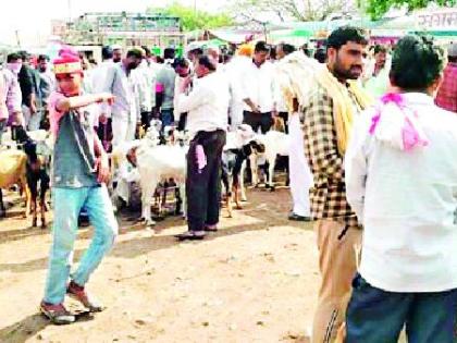 The cattle market in Badnera is full, crowded | बडनेऱ्यात गुरांचा बाजार भरला, गर्दीच गर्दी