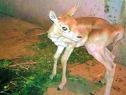 'Quarantine' in Deer Padas Palace | हरणाचे पाडस वडाळीत ‘क्वारंटाईन’ 'Quarantine' in Deer Padas Palace | हरणाचे पाडस वडाळीत ‘क्वारंटाईन’