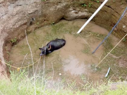 After an hour's effort, the buffalo fell into a 35-foot-deep well and was saved | तासाभराच्या प्रयत्नानंतर पस्तीस फूट खोल विहिरीत पडलेल्या म्हशीला मिळाले जीवदान