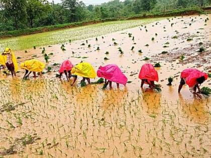 Paddy planting sped up to the rhythm of folk songs | ‘नांगर, वखर सोडा राया, मज बंधू नेवा आले, धाडता का नाई’; लोकगीतांच्या तालावर धान रोवणीला आला वेग