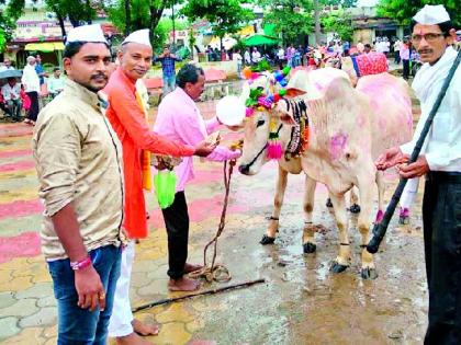 In Chikhali, in the circle of Corona rules, bullfighting in excitement | चिखली येथे कोरोना नियमांच्या चाकोरीत बैलपोळा उत्साहात