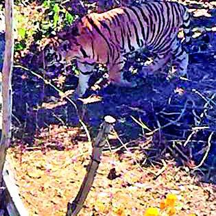 Order to seize Tiger at Sitaswangi | सीतासावंगी येथील वाघाला जेरबंद करण्याचे आदेश