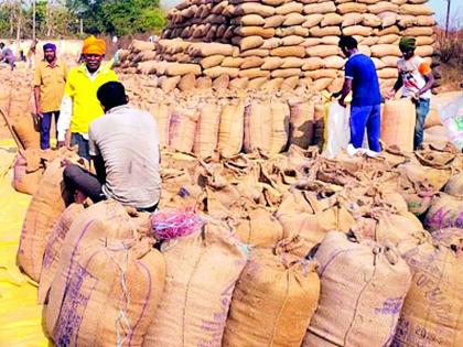 Paddy grower hawaladil without bonus | बोनसविना धान उत्पादक हवालदिल