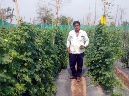 The farmer became hi-tech; 10 feet high green netting wall for safety of carley crop! | शेतकरी झाला हायटेक; कारले पिकाच्या सुरक्षिततेसाठी १० फूट उंच हिरव्या जाळीची भिंत!