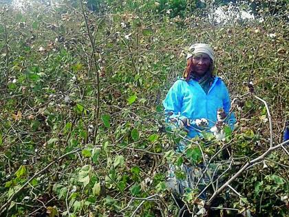 The farmers of cotton production continue to loot | कापूस उत्पादक शेतकऱ्यांची लूट सुरूच