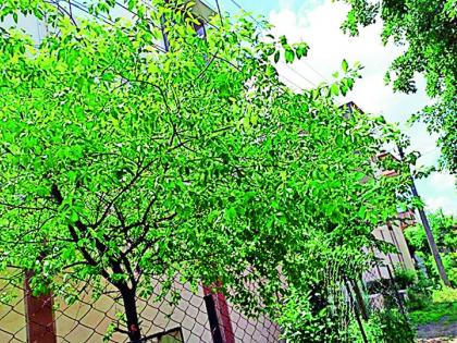 Citizens saved 12,000 sandalwood trees | नागरिकांनी जगविले १२ हजार चंदन वृक्ष Citizens saved 12,000 sandalwood trees | नागरिकांनी जगविले १२ हजार चंदन वृक्ष