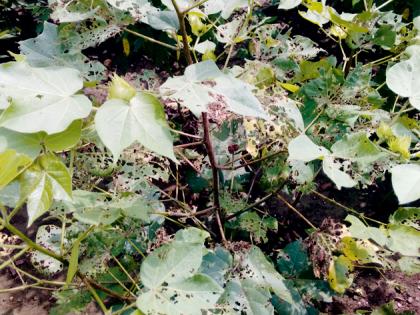  The larvae on cropped crops | फ ळधारणेवर आलेल्या पिकांवर अळीचा दंश