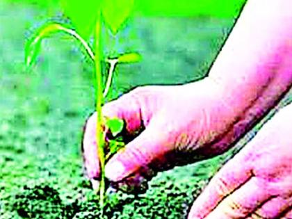 For the first time in 81 villages, special tree plantation will be done. | जिल्ह्यातील ८१ गावांमध्ये प्रथमच होणार ‘विशेष वृक्ष लागवड’