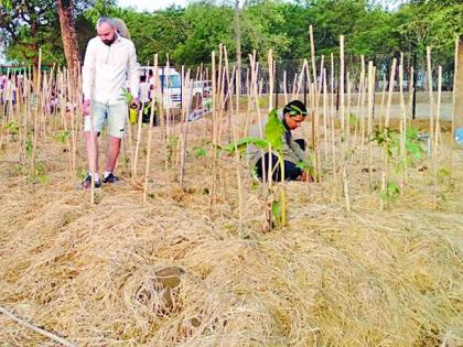 Plantation by 'Akira Miyawaki Pattern' in Anandavane | आनंदवनात ‘अकिरा मियावाकी पॅटर्न’ने वृक्षारोपण