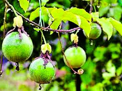 Fertile fruit prepared in Maldangari | मालडोंगरीवर तयार होणार फळरोपवाटिका