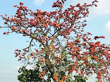 Hazardous chemical paint scarf on the nature of natural flora | नैसर्गिक पळसफुलांच्या रंगावर घातक रासायनिक रंगाची कुरघोडी