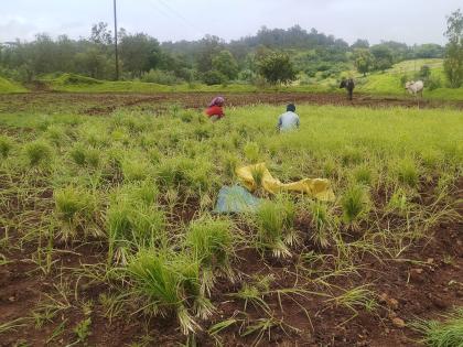 Delay in paddy planting due to lack of rain in Devgaon area | देवगाव परिसरात पावसाअभावी भात लावणीच्या कामांना खोळंबा