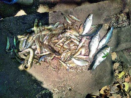 Dead fish in Nandurmadheshwara Sanctuary | नांदूरमधमेश्वर अभयारण्यात मृत मासे