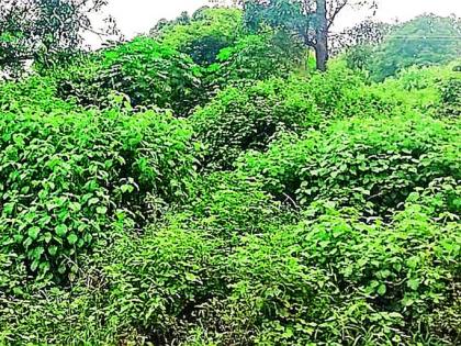 Insufficient space for corpses due to bushes | झुडपांमुळे प्रेतांसाठी जागा अपुरी