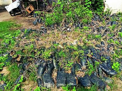 Illur gram panchayat has turned its back on tree planting | इल्लुर ग्रामपंचायतीने वृक्ष लागवडीकडे फिरविली पाठ