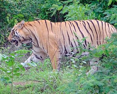 Report of the committee that 'she' is not a Waghian cannibal | ‘ती’ वाघीण नरभक्षक नसल्याचा समितीचा अहवाल Report of the committee that 'she' is not a Waghian cannibal | ‘ती’ वाघीण नरभक्षक नसल्याचा समितीचा अहवाल