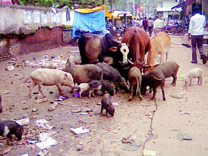 Settlement on the issue of pigs | डुकरांच्या समस्येवर तोडगा निघेना