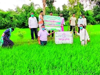 Guidance on rice pests and remedies | धानावरील किड व उपायांवर मार्गदर्शन Guidance on rice pests and remedies | धानावरील किड व उपायांवर मार्गदर्शन