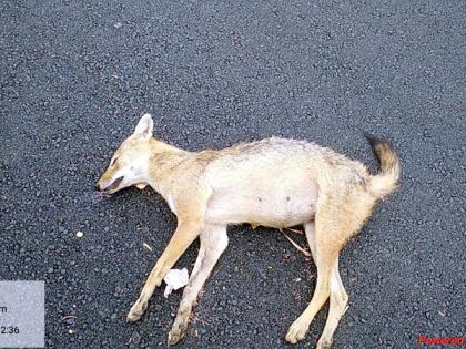 A fox was killed in an accident near Kondi on the Solapur-Pune highway | सोलापूर-पुणे महामार्गावरील कोंडीनजीकच्या अपघातात कोल्हा ठार