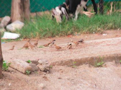 The decreasing number of birds is due to spraying the drug on the crop | पिकांवरील औषध फवारणीमुळे पक्ष्यांची घटतेय संख्या 