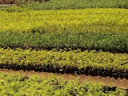 In a month and a half, 78 lakh trees were planted in the district | दीड महिन्यात जिल्ह्यात 78 लाख झाडांची लागवड In a month and a half, 78 lakh trees were planted in the district | दीड महिन्यात जिल्ह्यात 78 लाख झाडांची लागवड