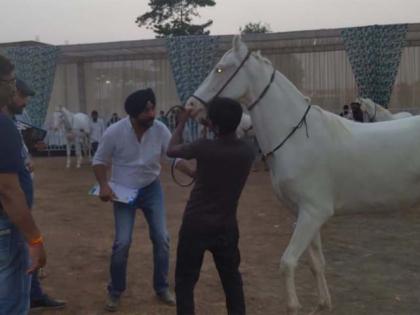 Horse racing attracts the attention of horsemen | अश्व स्पर्धांनी वेधले अश्वशौकीनांचे लक्ष Horse racing attracts the attention of horsemen | अश्व स्पर्धांनी वेधले अश्वशौकीनांचे लक्ष