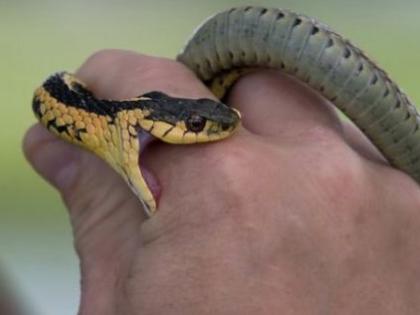 Between April and July, 543 citizens in the district were bitten by snakes | एप्रिल ते जुलै दरम्यान जिल्ह्यातील ५४३ नागरिकांना केला सापाने दंश Between April and July, 543 citizens in the district were bitten by snakes | एप्रिल ते जुलै दरम्यान जिल्ह्यातील ५४३ नागरिकांना केला सापाने दंश