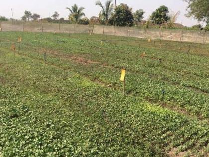 Investigation into misconduct in Dawwadwadi plantation of social forestry | दोंदवाडे येथे सामाजिक वनीकरणच्या रोपवाटिकेत गैरव्यवहार झाल्याने चौकशी Investigation into misconduct in Dawwadwadi plantation of social forestry | दोंदवाडे येथे सामाजिक वनीकरणच्या रोपवाटिकेत गैरव्यवहार झाल्याने चौकशी