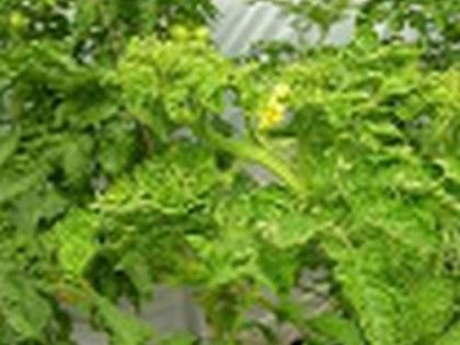Outbreaks of viral diseases on peppers | मिरचीवर विषाणूजन्य रोगाचा प्रादुर्भाव Outbreaks of viral diseases on peppers | मिरचीवर विषाणूजन्य रोगाचा प्रादुर्भाव