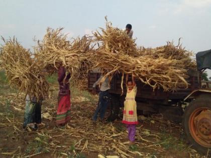 Due to drought like situation in the northeast of taluka of Rajapur with .... | राजापूर सह तालुक्याच्या उत्तरपूर्व भागात दुष्काळ सदृश परिस्थिती....