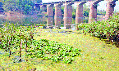 Pollution is detected on Krishna river | कृ ष्णा नदीला प्रदूषणाचा विळखा