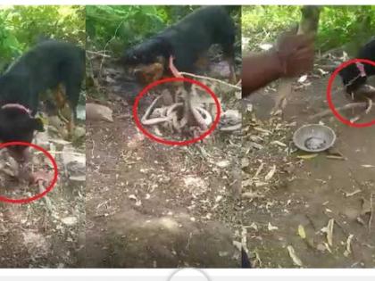Julie defends the child by fighting the cobra | कोब्राशी झुंज देत ज्युलीने केले बालकांचे रक्षण Julie defends the child by fighting the cobra | कोब्राशी झुंज देत ज्युलीने केले बालकांचे रक्षण