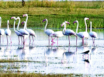 Flamingo's arrival came from Yerulwadi | फ्लेमिंगोच्या आगमनाने येरळवाडीला बहर