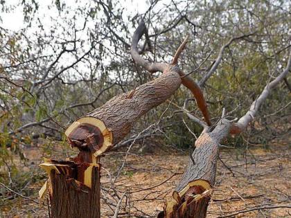 Filed a crime of felling a tree | वृक्षतोड केल्याने गुन्हा दाखल