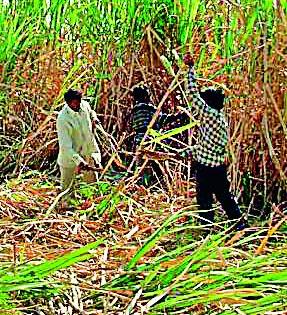  Fictitious game with farmers of sugar factories | साखर कारखान्यांचा शेतकऱ्यांशी जीवघेणा खेळ