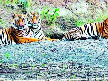 The Tipeshwar sanctuary has four tigers | टिपेश्वर अभयारण्याची क्षमता चारच वाघांची