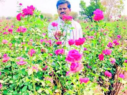 दारव्हा तालुक्यात फूल उत्पादक संकटात
