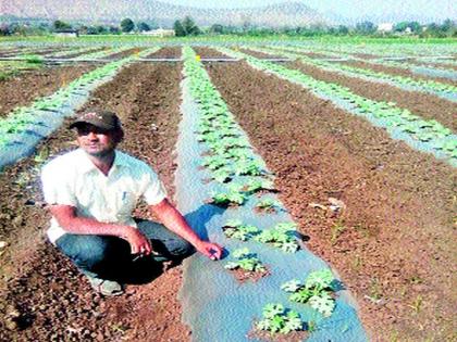 Acreage 36 Ton Watermelon | एक एकरात ३६ टन टरबूज