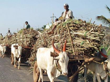 Sugarcane prices fixed under pressure of Uttar Pradesh sugar lobby | उत्तर प्रदेशातील साखर लॉबीच्या दबावातच ठरतात ऊसाचे दर