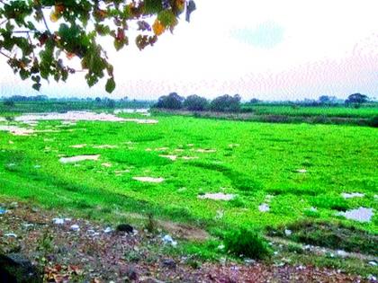 Waterfall of Godavari | गोदावरीला पाणवेलींचा विळखा