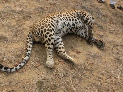 Dead leopard found in the Brahmapuri forest section of Chandrapur district | चंद्रपूर जिल्ह्यातील ब्रह्मपुरी वनविभागात आढळला मृत बिबट