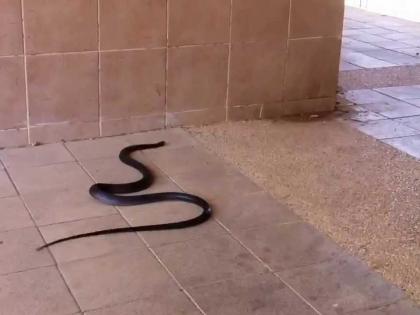 When the snake found in the MLA's room during the winter session ... | हिवाळी अधिवेशनादरम्यान आमदार निवासात साप निघतो तेव्हा...